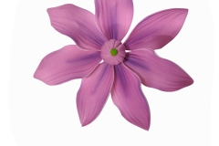 CLEMATIS-N