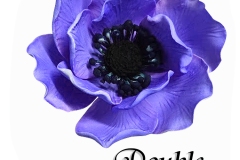 DOUBLE-ANEMONE-2