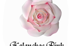 Kalanchoe-PINK