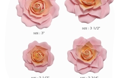 ROSE-ROUND-NEW-VERSION-4-size